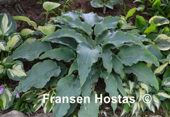 Hosta Neptune